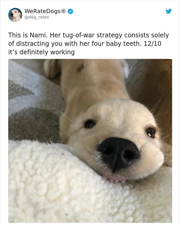 dog four baby teeth.png