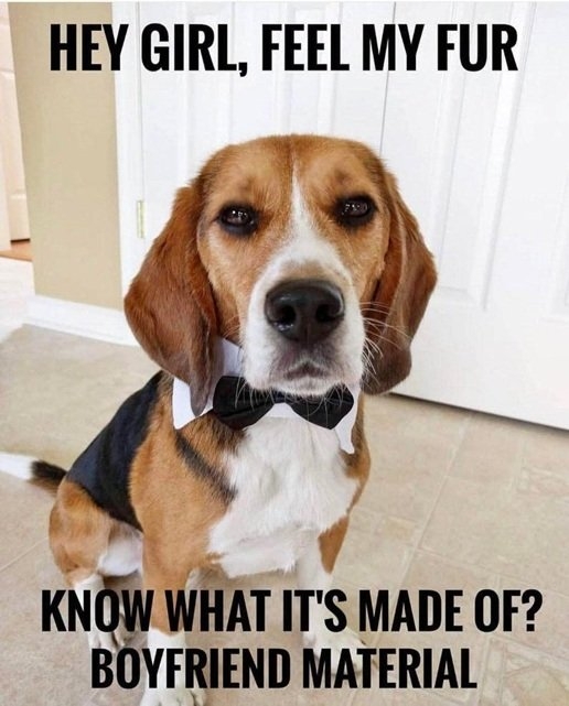 dog fur.jpg