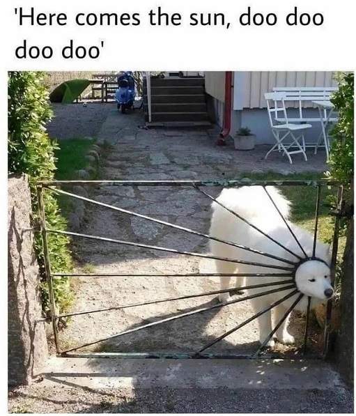 dog gate.jpg