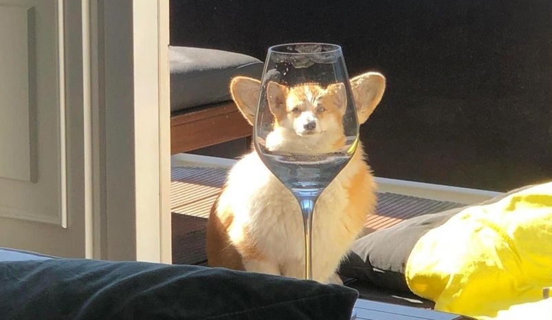 dog glass.jpg