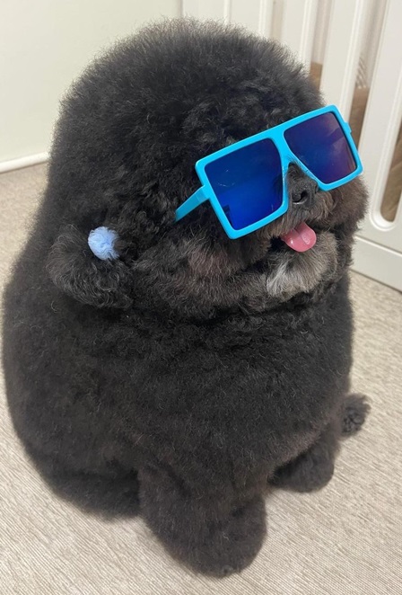 dog glasses.jpg
