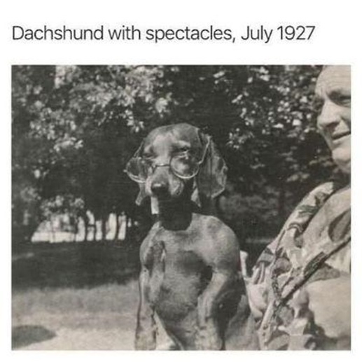 dog glasses.jpg