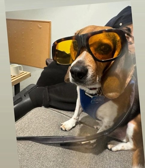 dog glasses.jpg