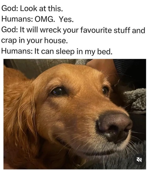 dog god.jpg