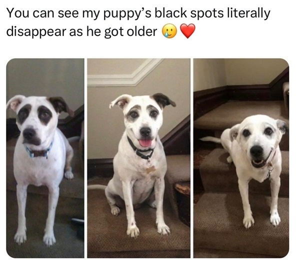 dog goggles.jpg