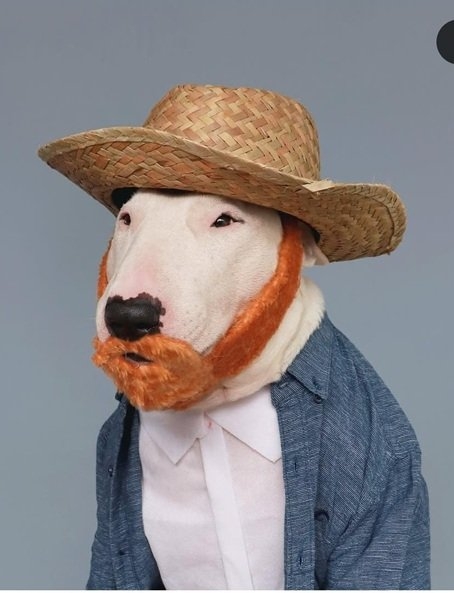 dog gogh.jpg