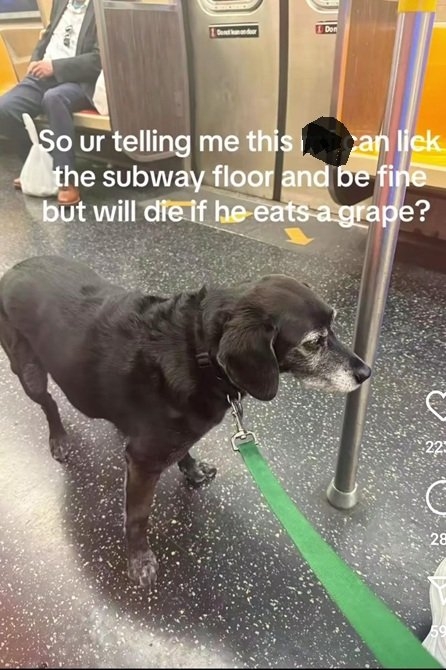 dog grape.jpg