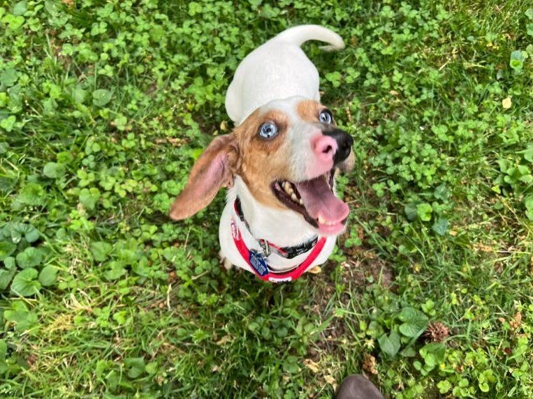 dog grass.jpg