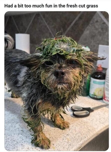 dog grass.jpg