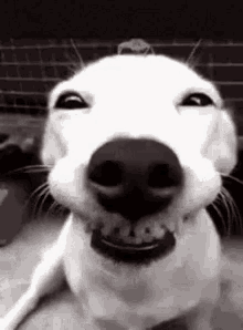 Dog grinning.gif