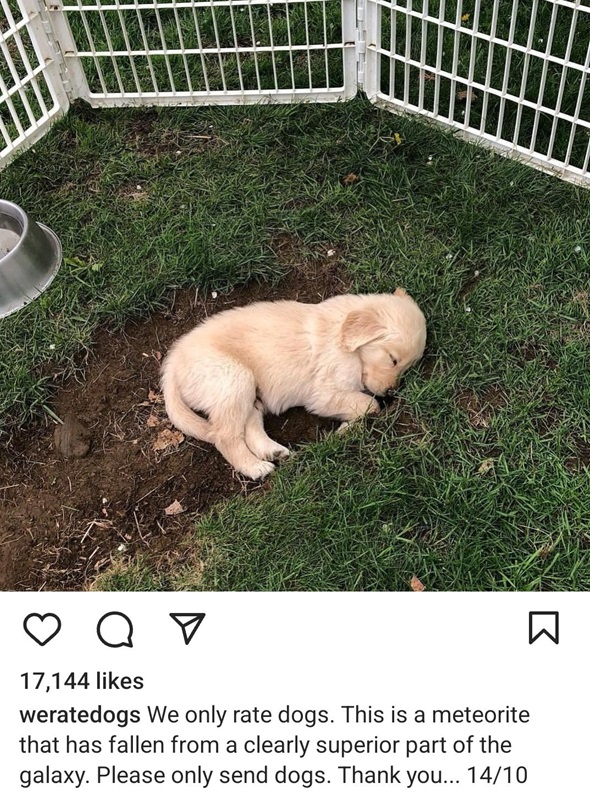 dog ground.jpg