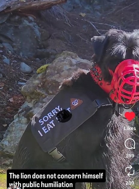 dog guard.jpg