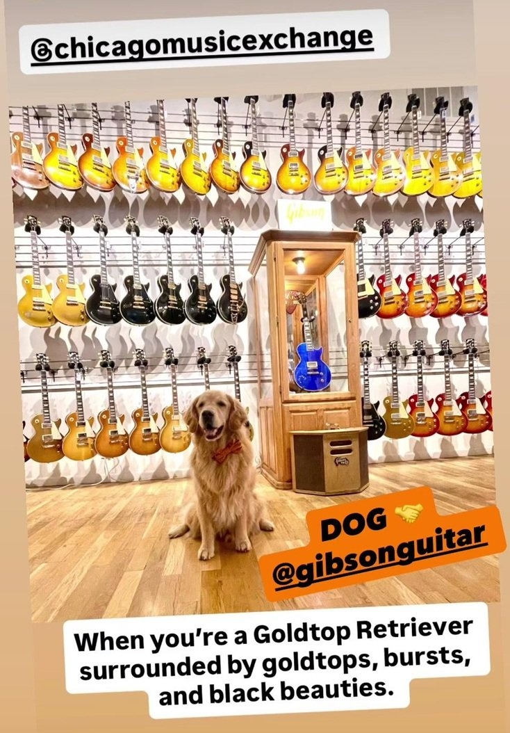 dog guitars.jpg