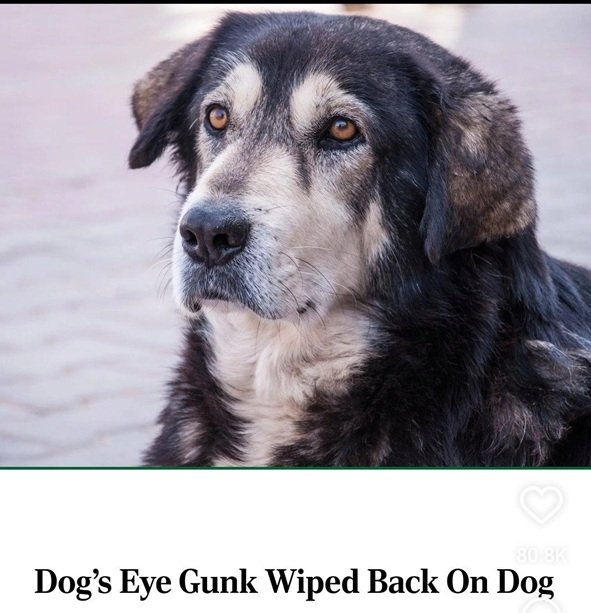 dog gunk.jpg
