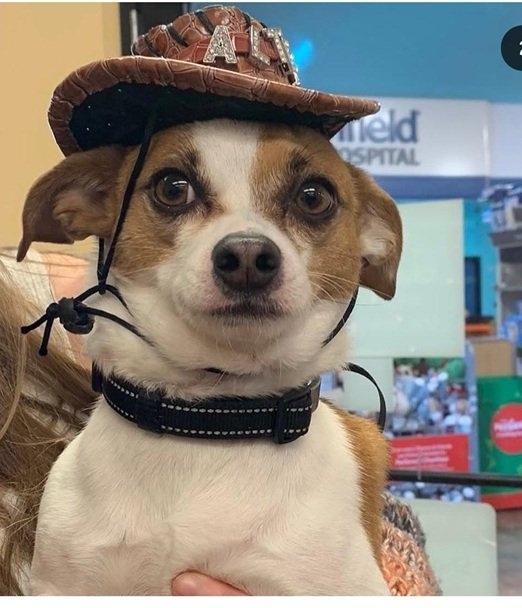 dog hat 2.jpg