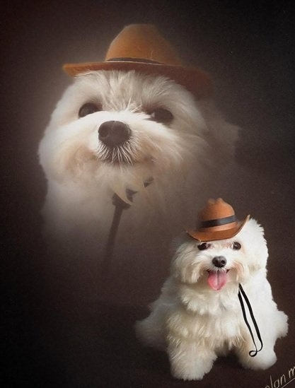 dog hat.jpg