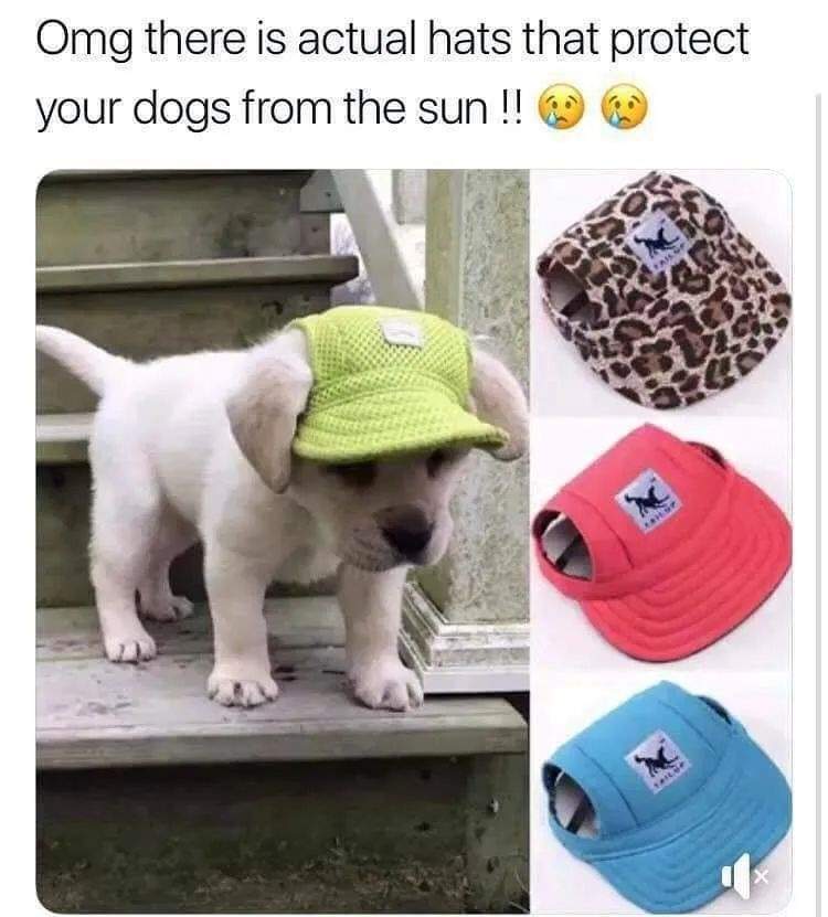 dog hats.jpg