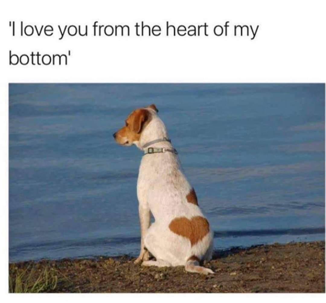 dog heart bottom.jpg