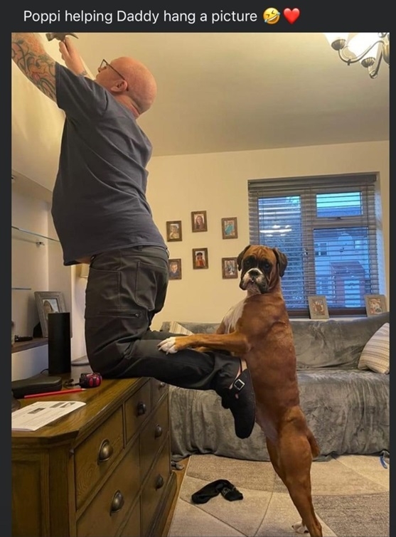 dog help.jpg