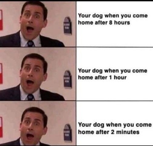 dog home.jpg
