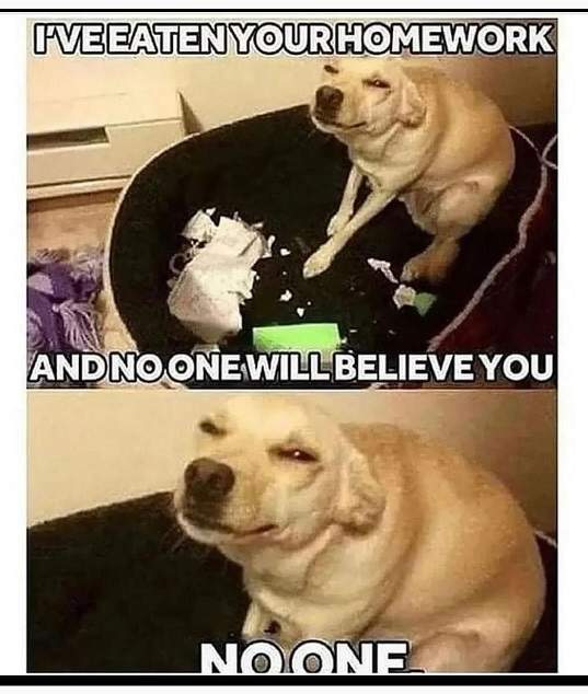 dog home work.jpg