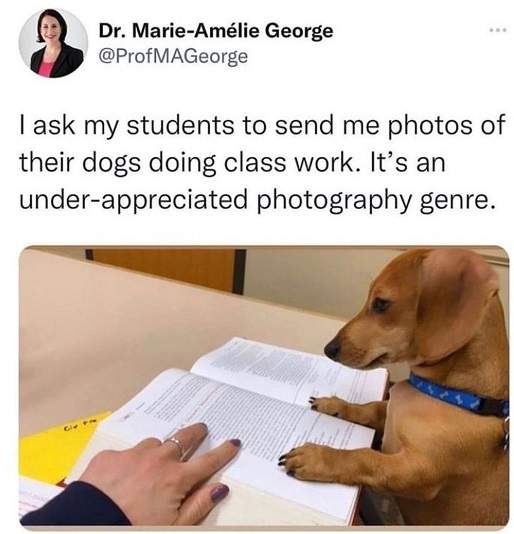 dog homework.jpg