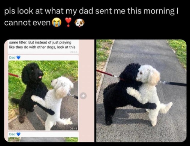 dog hug.jpg