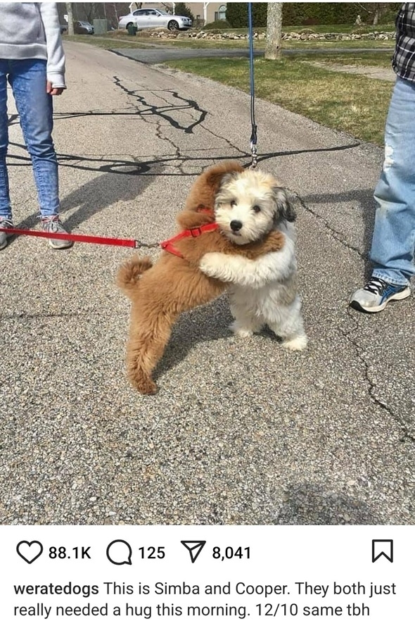 dog hug.jpg
