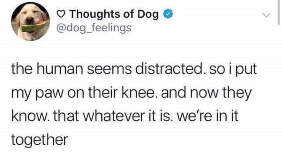 dog human knee.jpg
