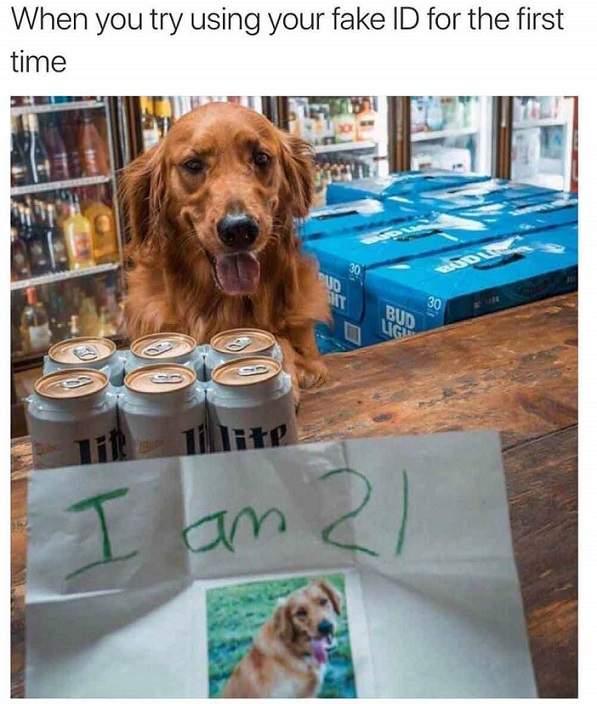dog ID.jpg