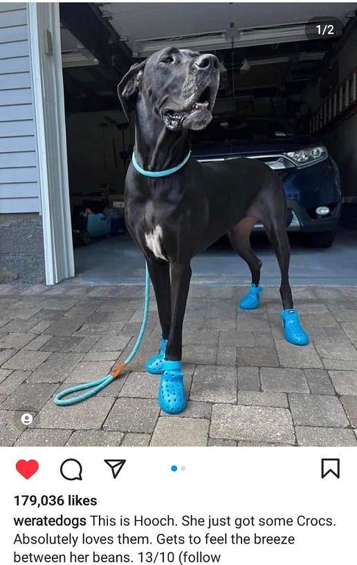 dog in crocs.jpg