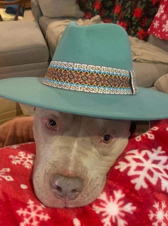 dog in hat.jpg