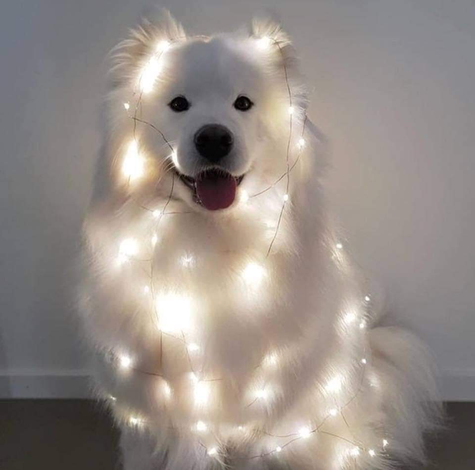 dog in lights.jpg