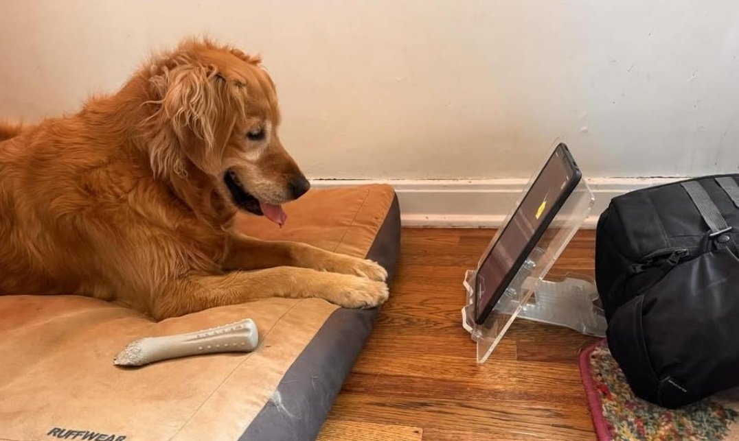 dog ipad.jpg