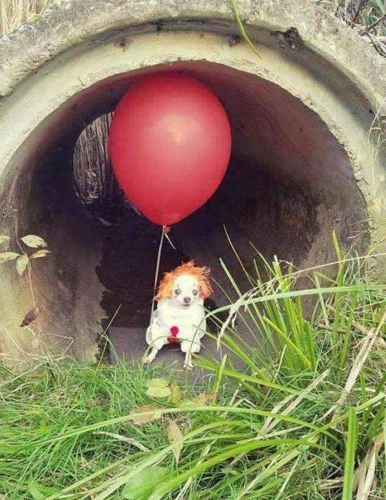 dog it.jpg