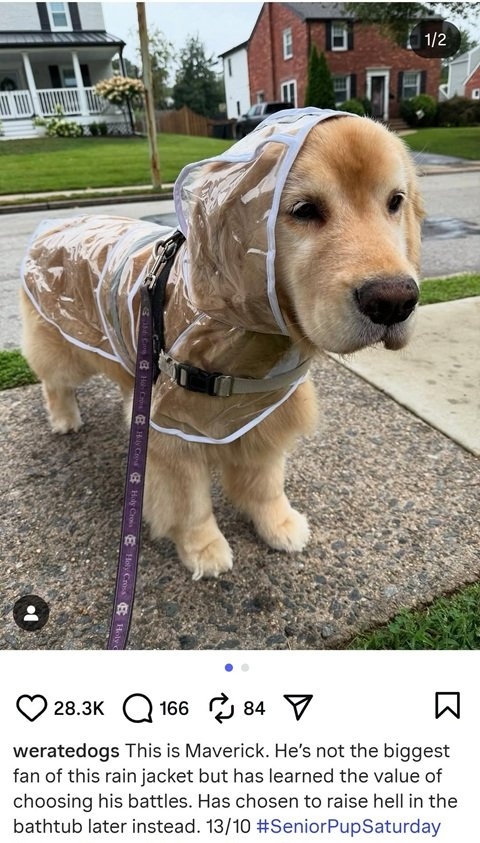 dog jacket.jpg