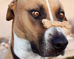 dog.jpeg