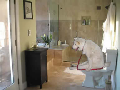 dog.jpg