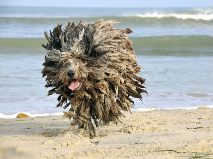 dog.jpg