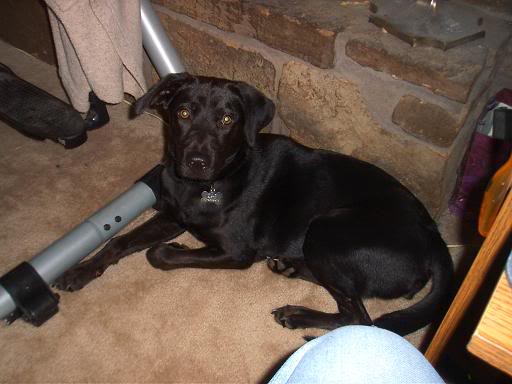dog.jpg