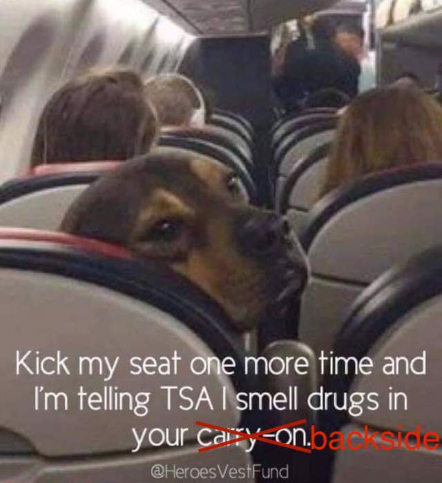 dog.jpg