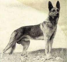 dog.jpg