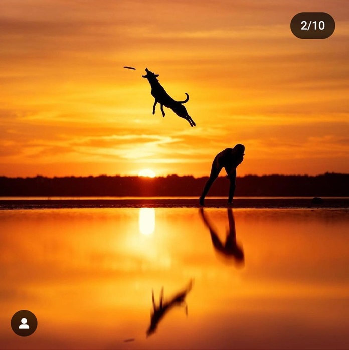 dog jump.jpg