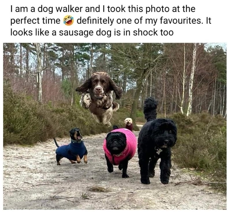 dog jump.jpg