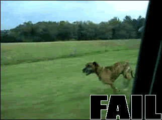 dog-jump-original.gif