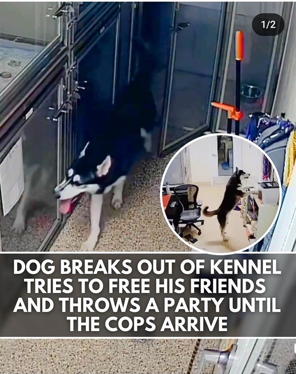 dog kennel.jpg