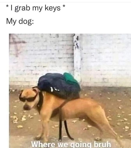 dog key.jpg
