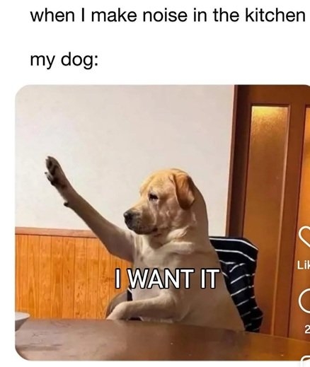 dog kitchen.jpg