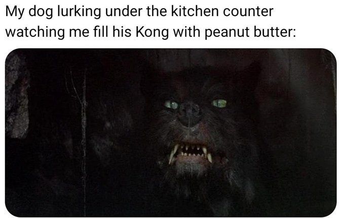 dog kong.jpg