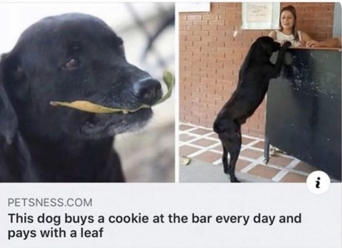 dog leaf.jpg